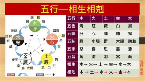 五行生剋制化|八字命理基礎快速入門(一)陰陽五行、天干地支、生剋制化、刑沖。